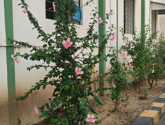 Pink Flowers Wall