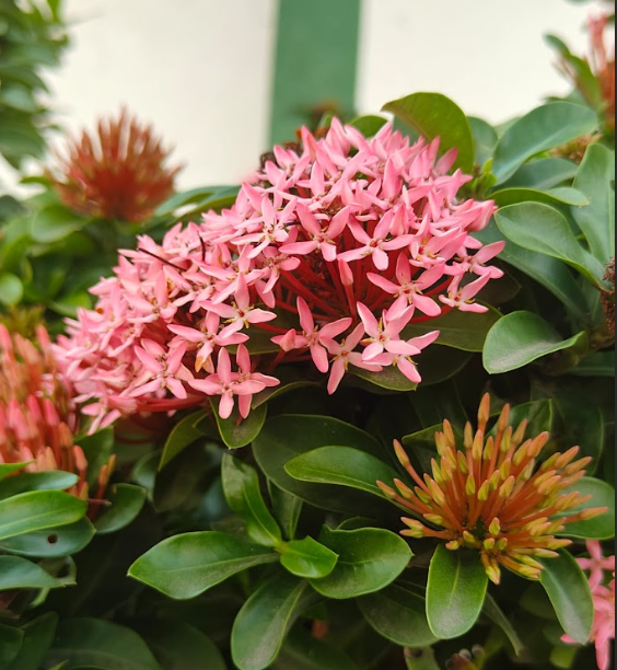 Clustered Flowers