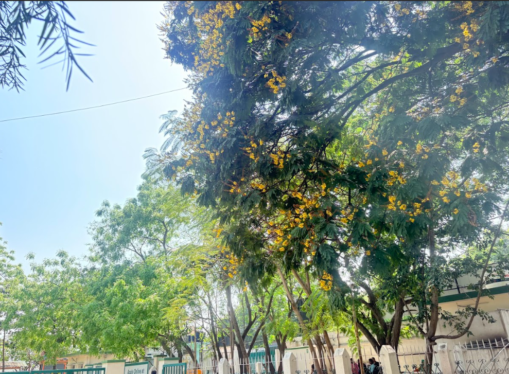 Yellow Flowers