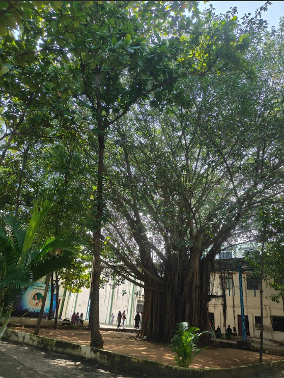 Banyan Tree