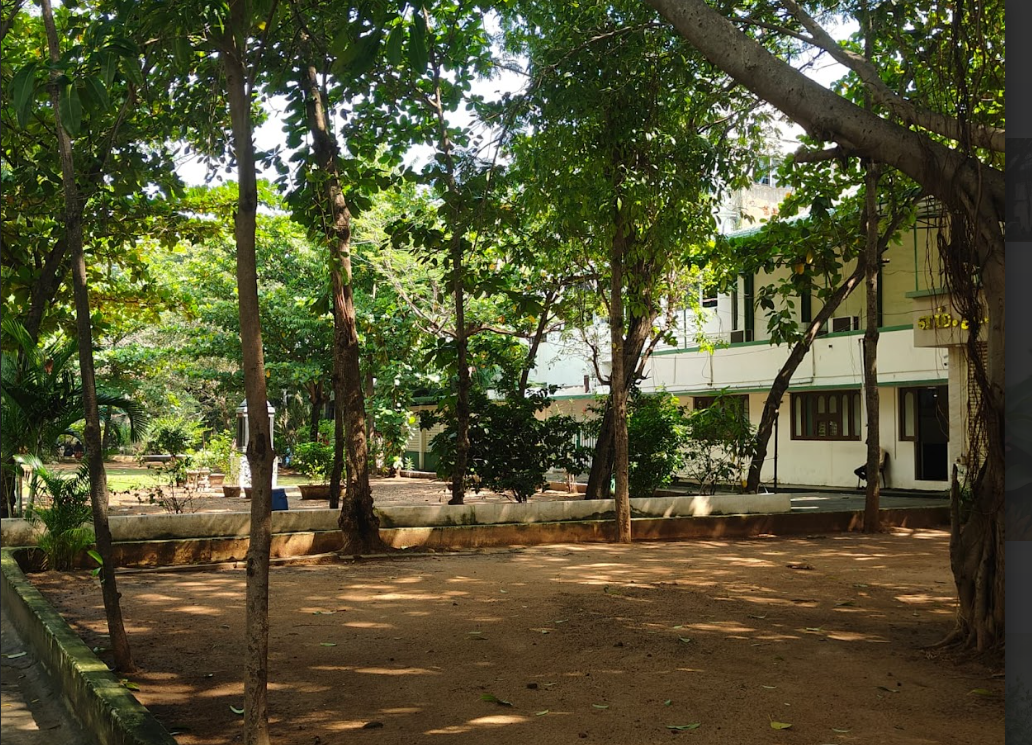 Trees near building