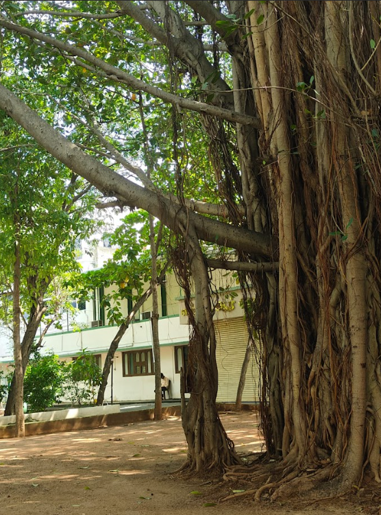 Tree Roots