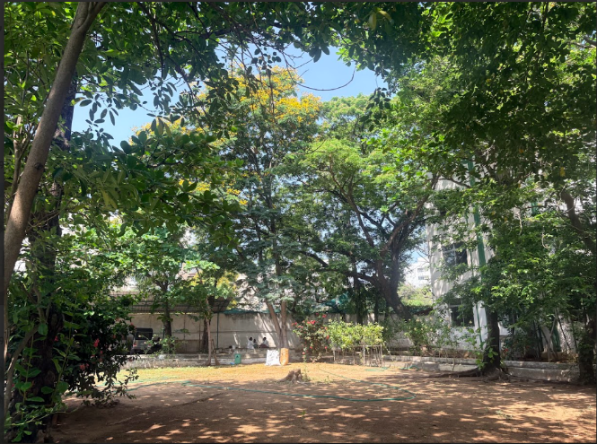Green Grass Area